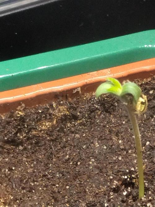 Promo Seeds MJ 2026. Week 1