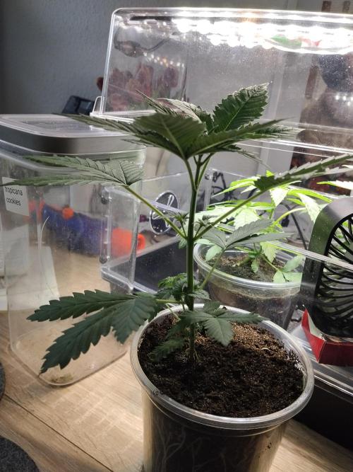 Promo Seeds MJ 2026. Week 3