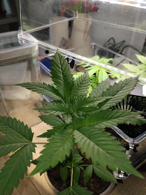 Promo Seeds MJ 2026. Week 3