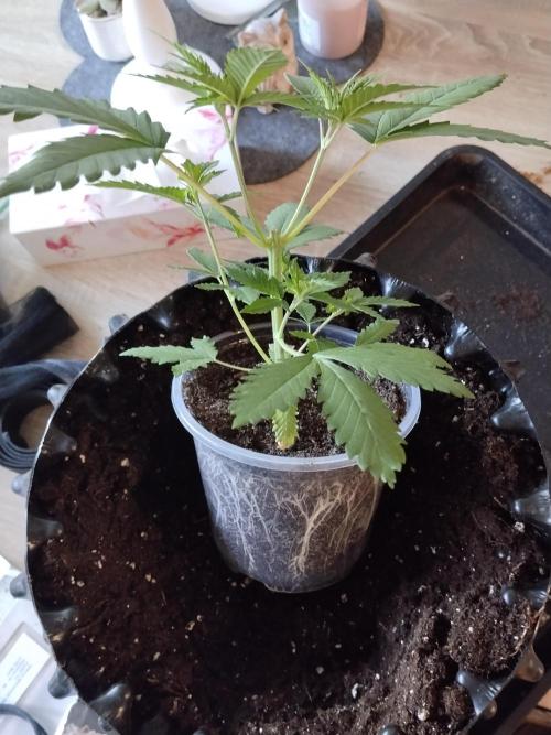 Promo Seeds MJ 2026. Week 4
