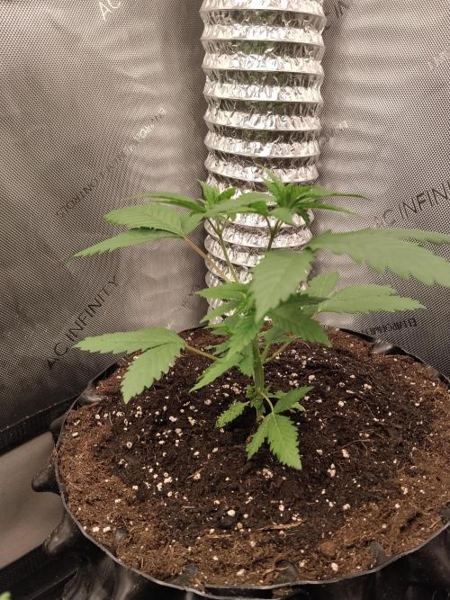 Promo Seeds MJ 2026. Week 4