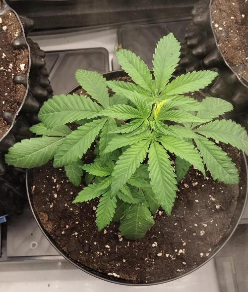 Guzzlerz. Week 4