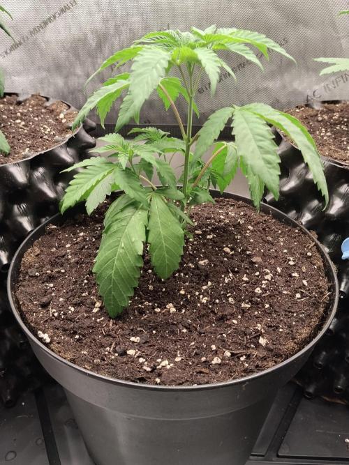Guzzlerz. Week 4