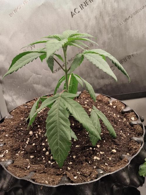 Guzzlerz. Week 4