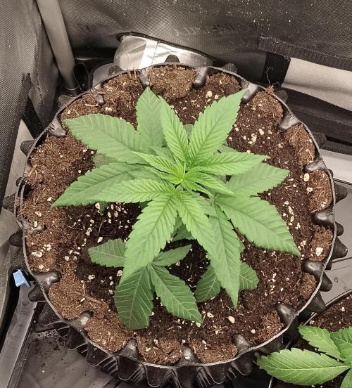 Guzzlerz. Week 4
