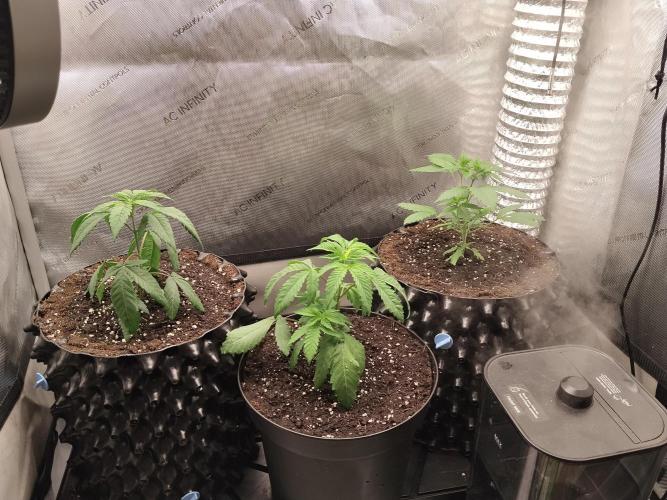 Guzzlerz. Week 4