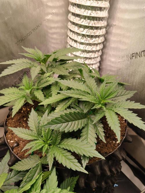 Promo Seeds MJ 2026. Week 5