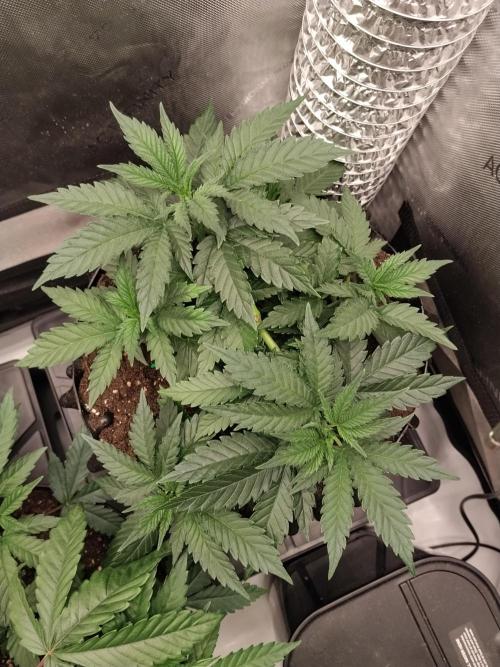 Promo Seeds MJ 2026. Week 5