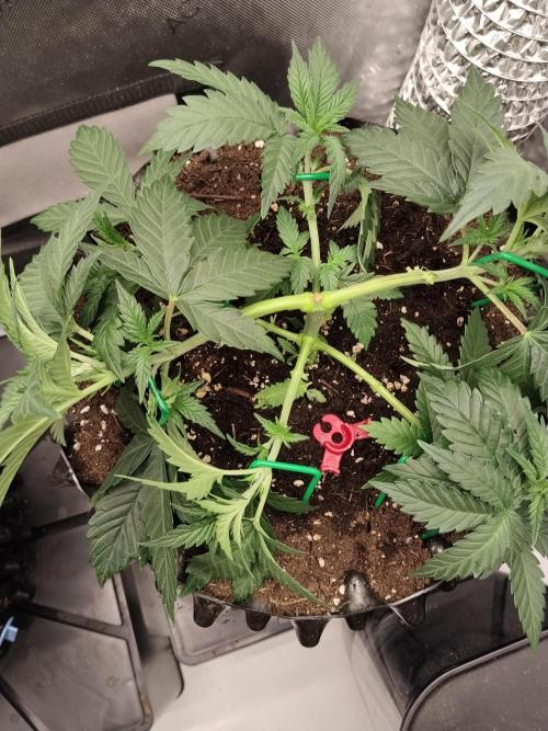 Promo Seeds MJ 2026. Week 5
