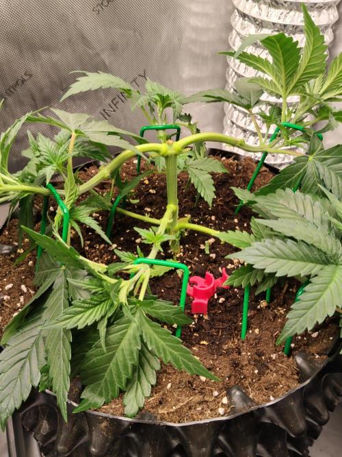 Promo Seeds MJ 2026. Week 5