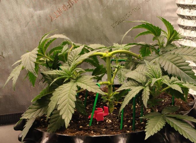 Promo Seeds MJ 2026. Week 5
