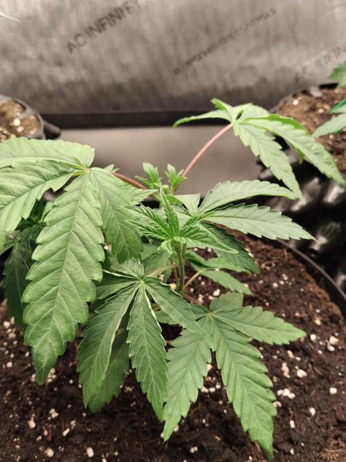 Guzzlerz. Week 5 - Nr1 nach dem topping