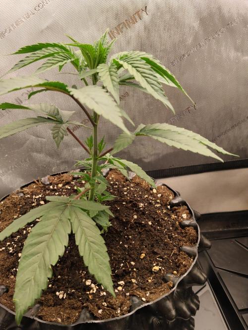 Guzzlerz. Week 5 - Nr2 vor dem topping 