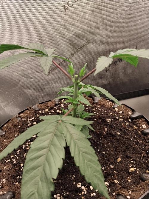 Guzzlerz. Week 5 - Nr2 nach dem topping 