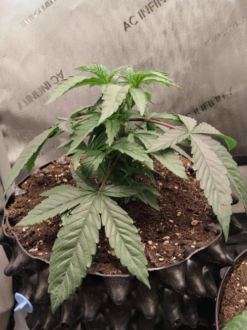 Guzzlerz. Week 5 - Nr2