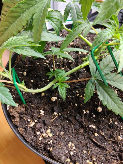 Guzzlerz. Week 5 - Nr2 Mainlining 