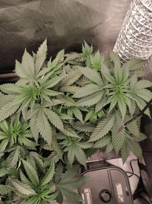 Promo Seeds MJ 2026. Week 6