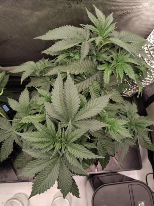 Promo Seeds MJ 2026. Week 6