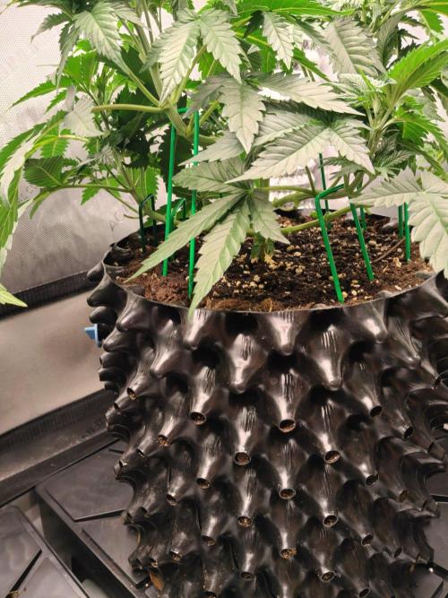Promo Seeds MJ 2026. Week 6