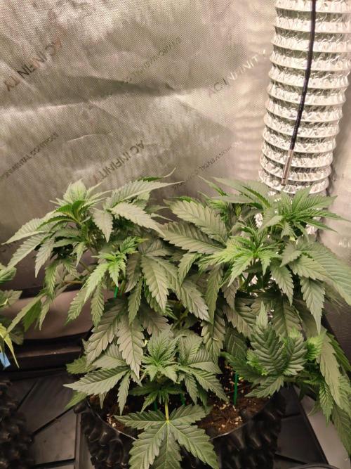 Promo Seeds MJ 2026. Week 6