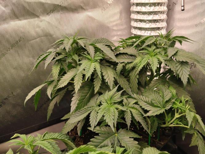 Promo Seeds MJ 2026. Week 6