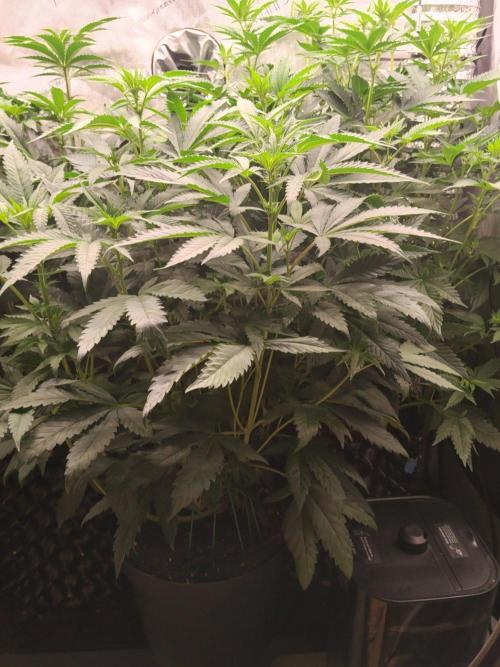 Guzzlerz. Week 8