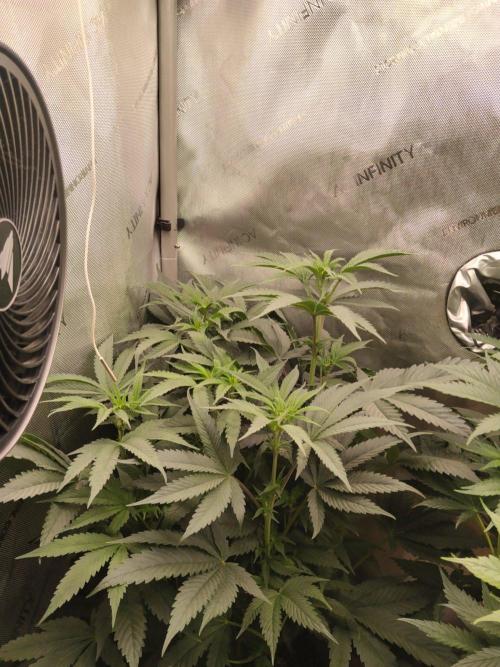 Guzzlerz. Week 8