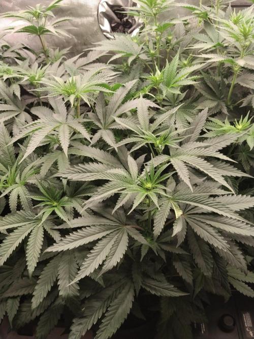 Guzzlerz. Week 8