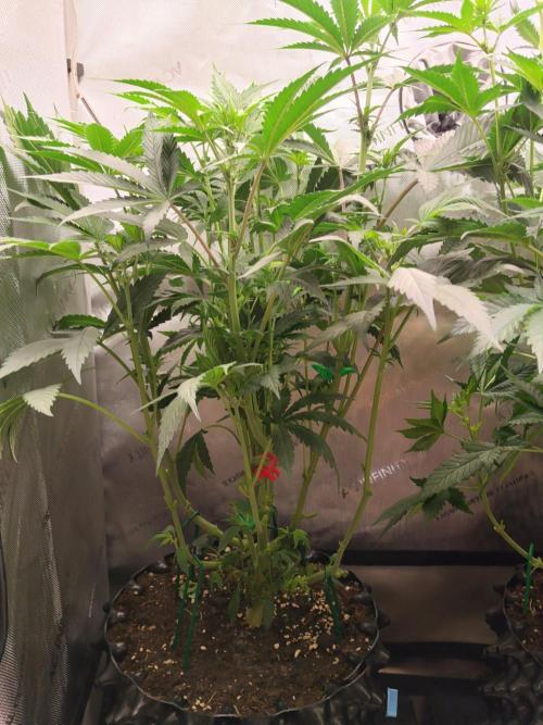 Guzzlerz. Week 8