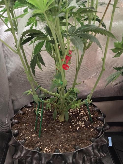 Guzzlerz. Week 8