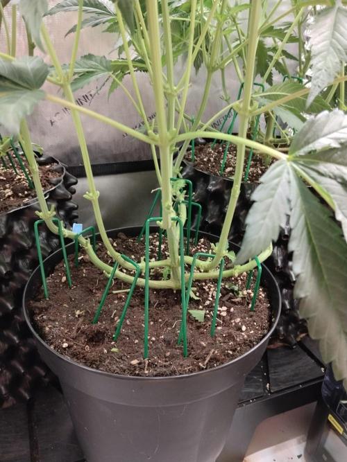 Guzzlerz. Week 8