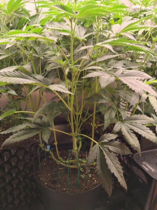 Guzzlerz. Week 8