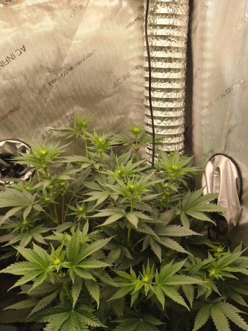 Promo Seeds MJ 2026. Week 9