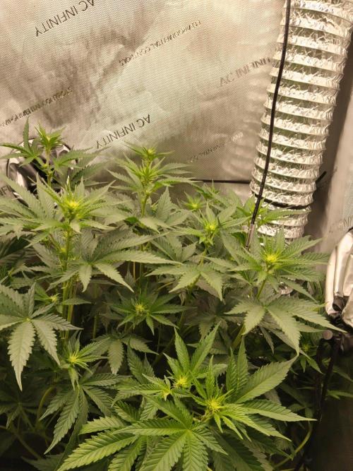 Promo Seeds MJ 2026. Week 9