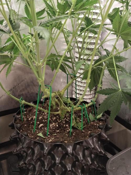 Promo Seeds MJ 2026. Week 9