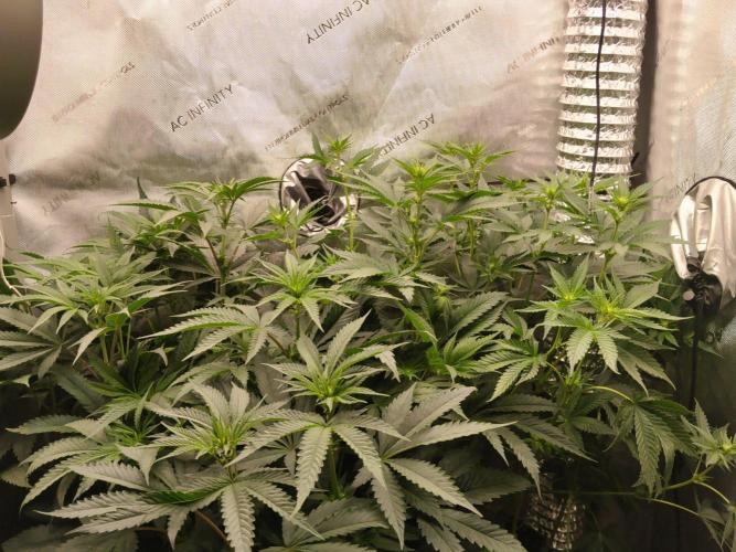 Blue Zushi. Week 9