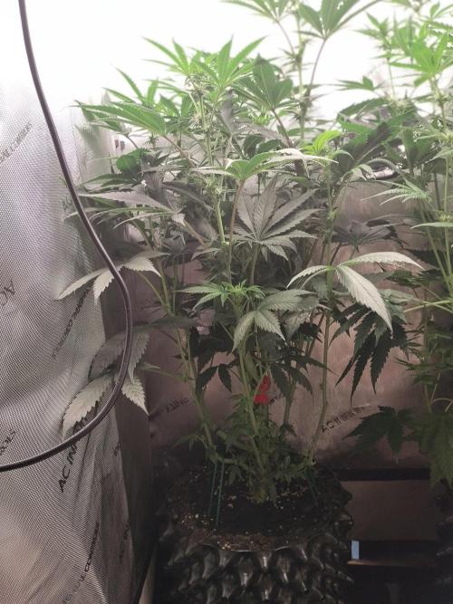 Guzzlerz. Week 9