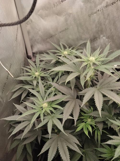 Guzzlerz. Week 9