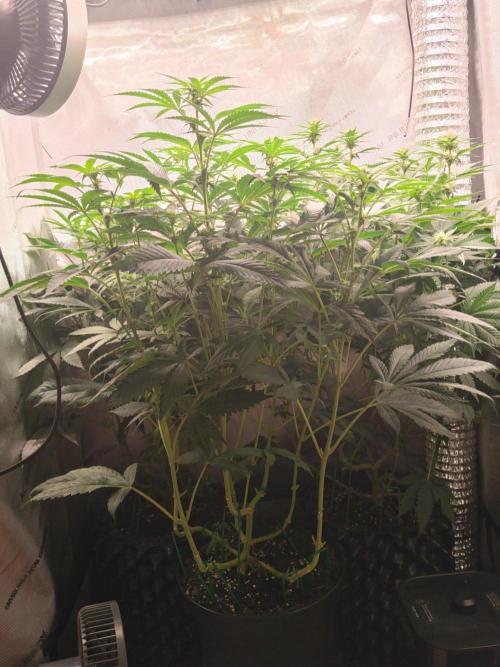 Guzzlerz. Week 9