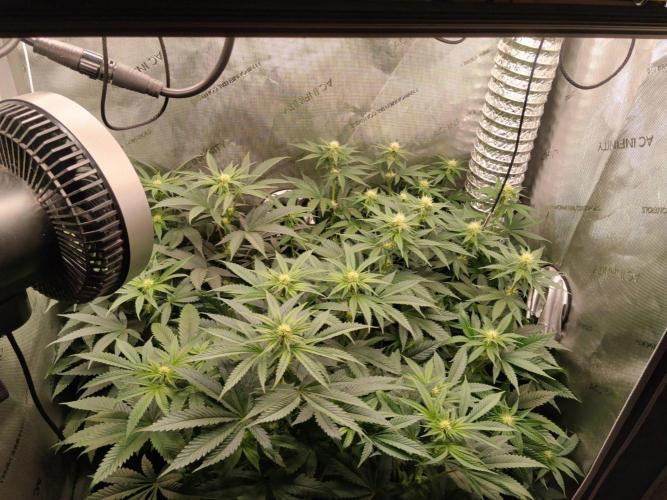 Guzzlerz. Week 9