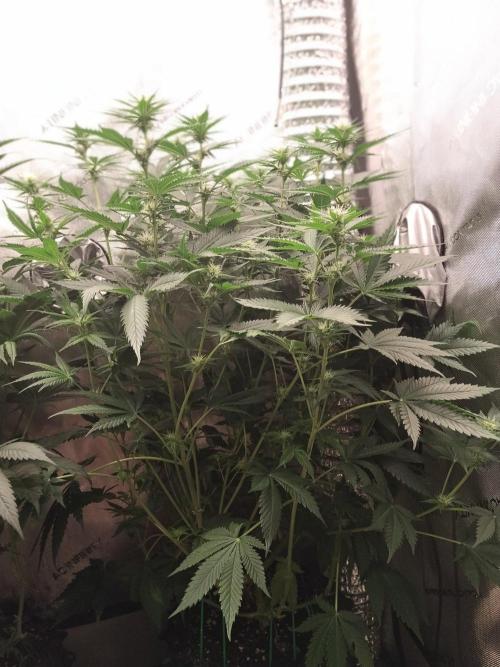 Promo Seeds MJ 2026. Week 10