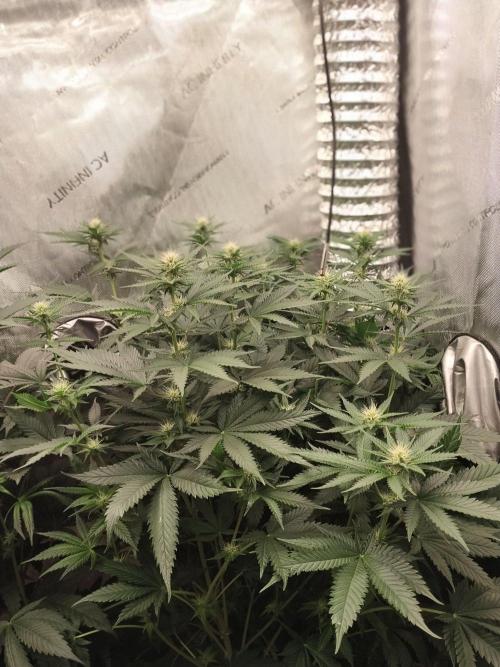 Promo Seeds MJ 2026. Week 10