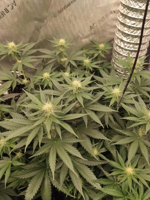 Promo Seeds MJ 2026. Week 10