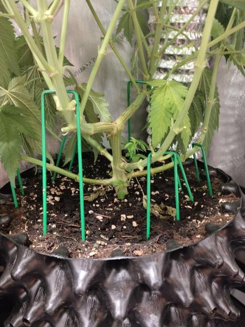 Promo Seeds MJ 2026. Week 10