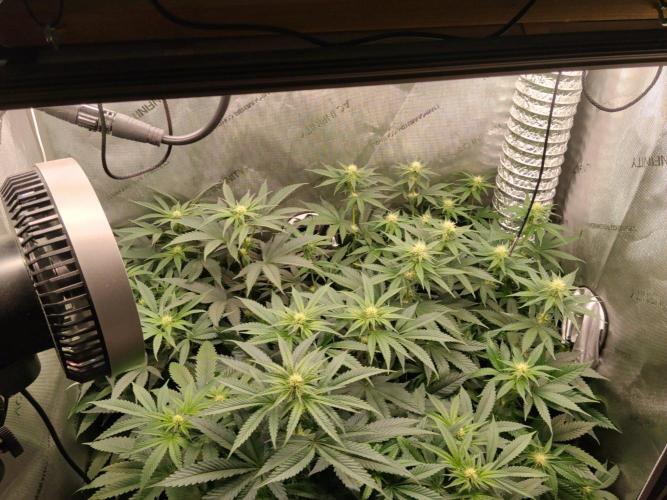 Promo Seeds MJ 2026. Week 10
