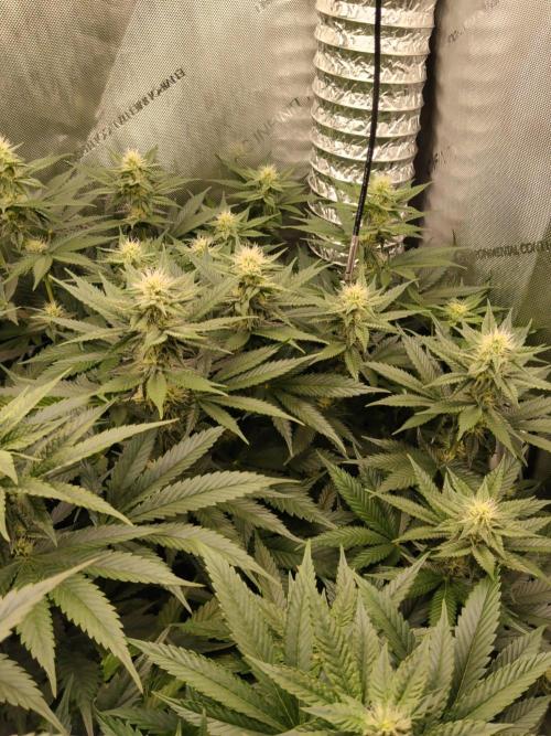 Promo Seeds MJ 2026. Week 11