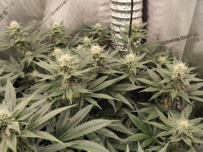 Promo Seeds MJ 2026. Week 11