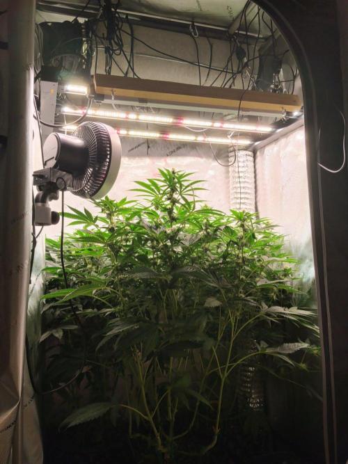 Promo Seeds MJ 2026. Week 11