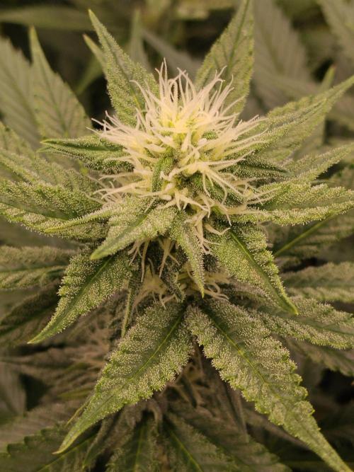 Promo Seeds MJ 2026. Week 11