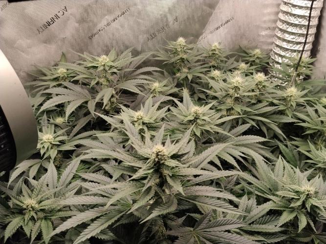Guzzlerz. Week 10